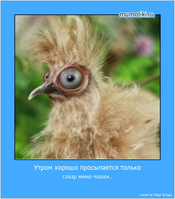 Утром хорошо просыпается только сахар мимо чашки... #мотиватор