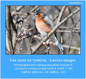 Как зима ни тужится, а весна придет. Из прозрачной лужицы воробей попьет.
И сосульки капельки выстучат в ответ:
— Не озябли зяблики, не озябли, нет! Cамые лучшие мотиваторы на mumotiki.ru Как зима ни тужится, а весна придет. Из прозрачной лужицы воробей попьет.
И сосульки капельки выстучат в ответ:
— Не озябли зяблики, не озябли, нет! #мотиватор