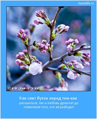 Как спит бутон перед тем как раскрыться, так и любовь дремлет до появления того, кто её разбудит #мотиватор