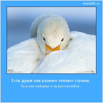 Есть души как разные теплые страны, Ты в них побывал и за раз полюбил... Cамые лучшие мотиваторы на mumotiki.ru Есть души как разные теплые страны, Ты в них побывал и за раз полюбил... #мотиватор