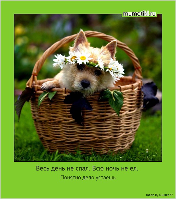 Весь день не спал. Всю ночь не ел. Понятно дело устаешь #мотиватор