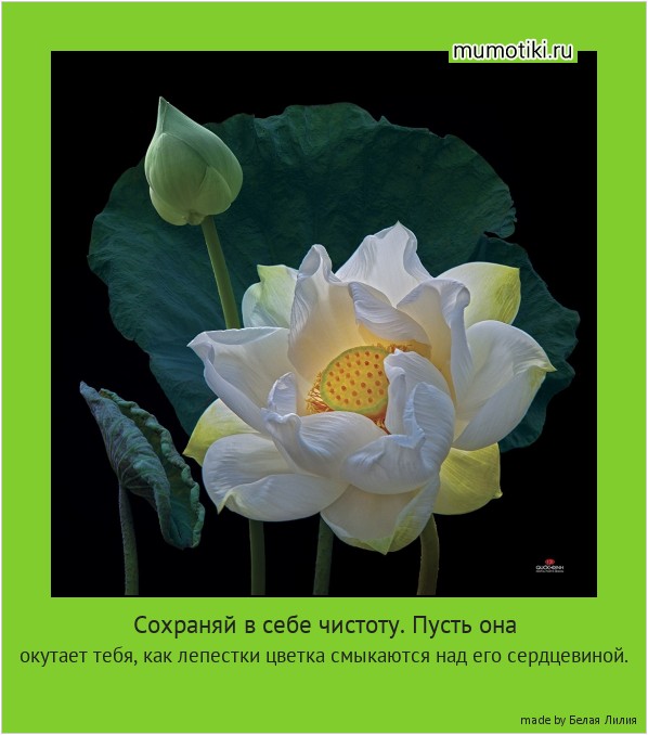Сохраняй в себе чистоту. Пусть она окутает тебя, как лепестки цветка смыкаются над его сердцевиной. #мотиватор