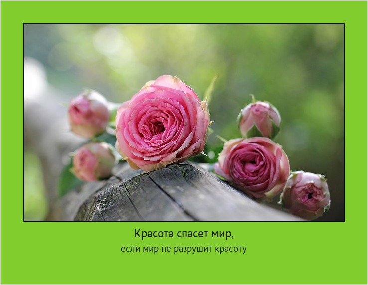 Красота спасет мир, если мир не разрушит красоту #мотиватор