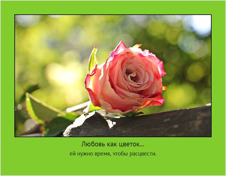 Любовь как цветок... ей нужно время, чтобы расцвести. #мотиватор