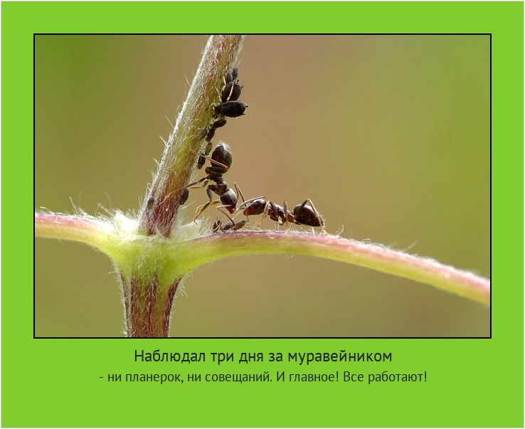 Наблюдал три дня за муравейником - ни планерок, ни совещаний. И главное! Все работают! #мотиватор