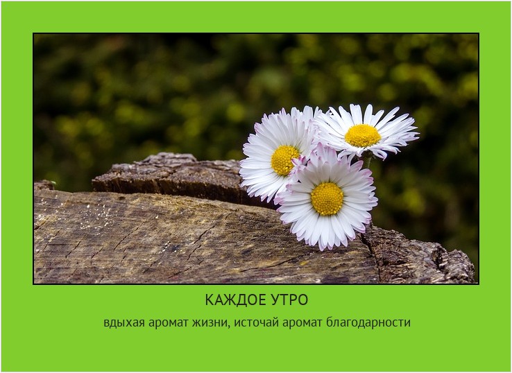 КАЖДОЕ УТРО вдыхая аромат жизни, источай аромат благодарности #мотиватор