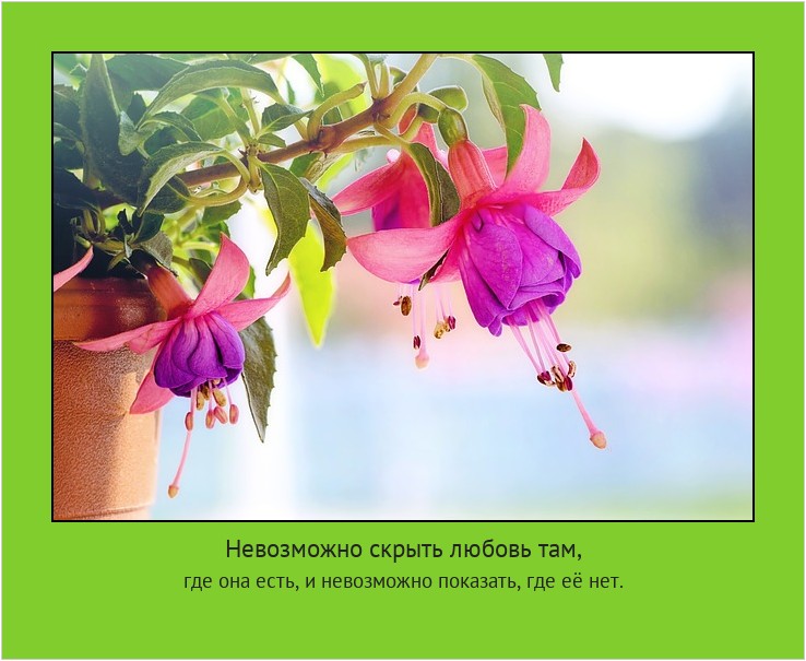 Невозможно скрыть любовь там, где она есть, и невозможно показать, где её нет. #мотиватор