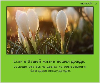 Если в Вашей жизни пошел дождь, сосредоточьтесь на цветах, которые зацветут благодаря этому дождю. Cамые лучшие мотиваторы на mumotiki.ru Если в Вашей жизни пошел дождь, сосредоточьтесь на цветах, которые зацветут благодаря этому дождю. #мотиватор