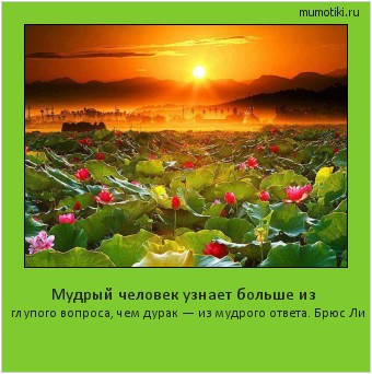 Мудрый человек узнает больше из глупого вопроса, чем дурак — из мудрого ответа. Брюс Ли Cамые лучшие мотиваторы на mumotiki.ru Мудрый человек узнает больше из глупого вопроса, чем дурак — из мудрого ответа. Брюс Ли #мотиватор