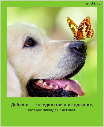 Доброта — это единственное одеяние, которое никогда не ветшает. #мотиватор