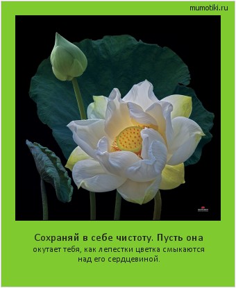 Сохраняй в себе чистоту. Пусть она окутает тебя, как лепестки цветка смыкаются над его сердцевиной. #мотиватор