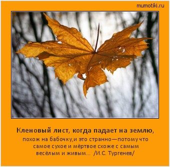 Кленовый лист, когда падает на землю, похож на бабочку,и это странно—потому что самое сухое
и мёртвое схоже с самым весёлым и живым... /И.С. Тургенев/ #мотиватор