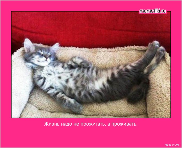 Жизнь надо не прожигать, а проживать. #мотиватор