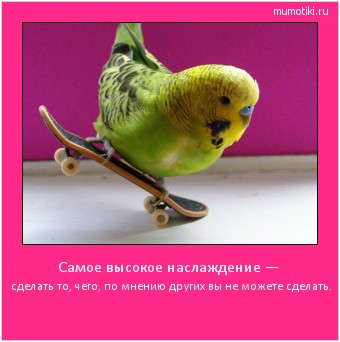 Самое высокое наслаждение — сделать то, чего, по мнению других вы не можете сделать. Cамые лучшие мотиваторы на mumotiki.ru Самое высокое наслаждение — сделать то, чего, по мнению других вы не можете сделать. #мотиватор