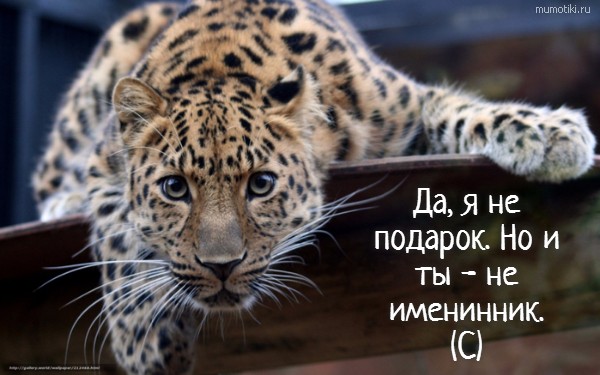 Да, я не подарок. Но и ты - не именинник. (С) #цитата