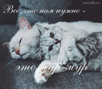 Все, что нам нужно - это мур-мур - Cамые лучшие цитаты на mumotiki.ru Все, что нам нужно - это мур-мур #цитаты