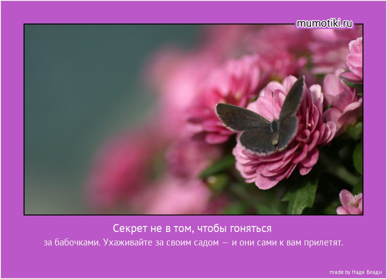 Секрет не в том, чтобы гоняться за бабочками. Ухаживайте за своим садом — и они сами к вам прилетят. #мотиватор