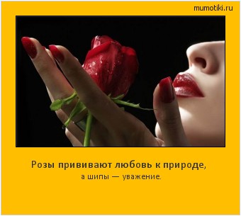 Розы прививают любовь к природе, а шипы — уважение. #мотиватор