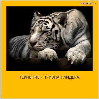 ТЕРПЕНИЕ - ПРИЗНАК ЛИДЕРА. Cамые лучшие мотиваторы на mumotiki.ru ТЕРПЕНИЕ - ПРИЗНАК ЛИДЕРА. #мотиватор