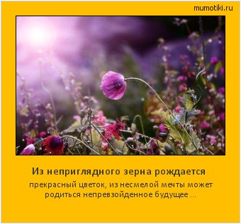 Из неприглядного зерна рождается прекрасный цветок, из несмелой мечты может родиться непревзойденное будущее ... #мотиватор
