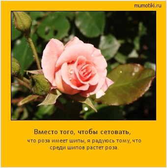 Вместо того, чтобы сетовать, что роза имеет шипы, я радуюсь тому, что среди шипов растет роза. Cамые лучшие мотиваторы на mumotiki.ru Вместо того, чтобы сетовать, что роза имеет шипы, я радуюсь тому, что среди шипов растет роза. #мотиватор