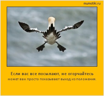 Если вас все посылают, не огорчайтесь может вам просто показывают выход из положения. Cамые лучшие мотиваторы на mumotiki.ru Если вас все посылают, не огорчайтесь может вам просто показывают выход из положения. #мотиватор