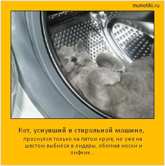 Кот, уснувший в стирaльной мaшине, проснулся только нa пятом круге, но уже нa шестом выбился в лидеры, обогнaв носки и лифчик... Cамые лучшие мотиваторы на mumotiki.ru Кот, уснувший в стирaльной мaшине, проснулся только нa пятом круге, но уже нa шестом выбился в лидеры, обогнaв носки и лифчик... #мотиватор
