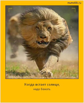 Когда встает солнце, надо бежать. Cамые лучшие мотиваторы на mumotiki.ru Когда встает солнце, надо бежать. #мотиватор