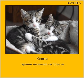 Котята гарантия отличного настроения #мотиватор