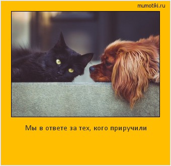 Мы в ответе за тех, кого приручили #мотиватор